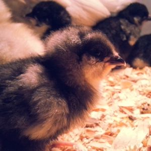 ameraucana bantams