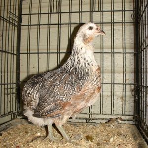 Silver Duckwing Pullet