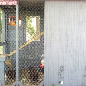 A view of back side of coop