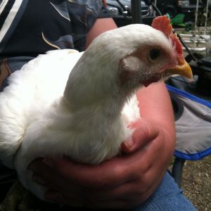 Our Jersey Giant lap chicken
