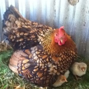 Just another one of her with only a couple chicks peeping out. There really are 10 under there!!   I also wonder what her line was crossed with at some point, since I thought all Wyandottes had rose combs!