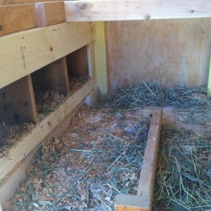 inside view.  chickens have been living in the as of yet unfinished super coop.