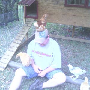 Our big rooster.