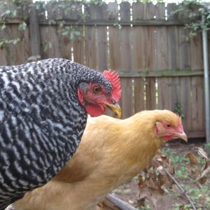 Charolette and Unice