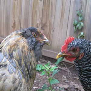 Maggie and Charolette