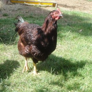 Ron Fogle cockerel. August 2013