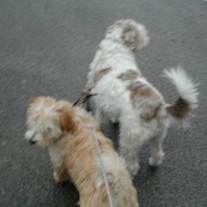 This is Tommy & Ginger being walked on a double lead when walking in town. n__n