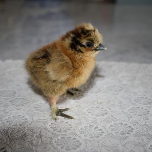 Partridge silkie chick