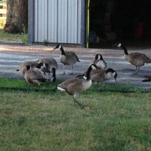 Neighbor's rescued geese came to visit