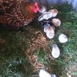 Almost all of them out and about, after they figured out my camera wasn't scary after all!  You can still spot her 3, along with the 7 smaller (and younger) chicks I got from the hatchery.  Those lil 7 are somthing I haven't had before, and are fairly new kind of Wyandotte in my understanding.  Blue Laced Red Wyandottes!!