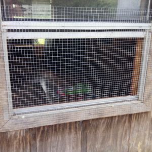 We took out the screens and attached hardwire cloth to make the windows more secure and allow air to flow through the coop.