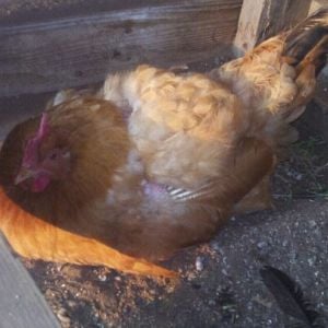 This is Big Red (think Reba the tv show). She was treaded bald by a rooster and was given to us so she might not suffer permanent feather damage. She goes broody often, as you can see in the picture. She doesn't even care if she's in a nest!