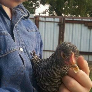 *
Cross beaked barred rock about 3 months old.