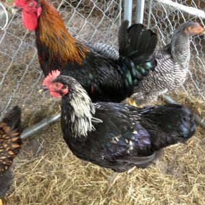 PLEASE HELP IDENTIFY BREED OF ROOSTERS.  I HATCHED 4 EGGS.  COOPER MORAN AND PLYMOUTH BARRED ROCK BLUEBELL LINE.  PRETTY SURE 2-HENS AND 2-ROOSTERS HATCHED.  THANKS FOR YOUR HELP!