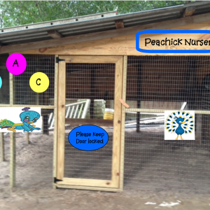 Pea Chick Nursery