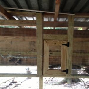 PEN inside of the Pea chick Nursery