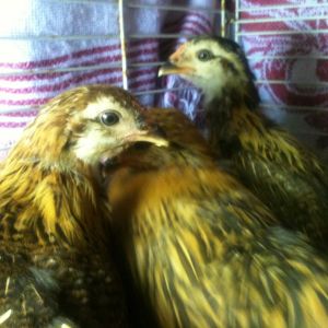 10 weeks old....Healthier, happy but still timid. Heads up not down and feathers gaining luster.