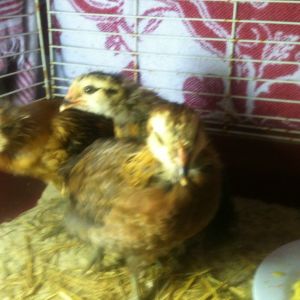 8 weeks old..... We couldn't take just two healthy hens. The little one same age and half as big had a bad eye from an injury. They had been raised since day one together so at our home for misfit animals Wink fits in just fine.