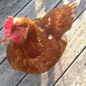 Martha, RSL! Follows me like a puppy, snuggles in my arms, and gives me one egg daily so far!  Was never broody.
