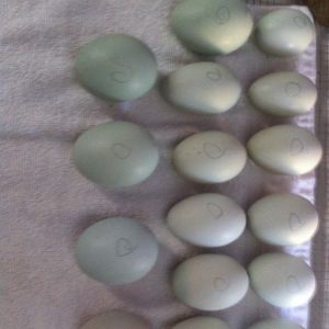 Green/blue eggs going into the incubator!!!