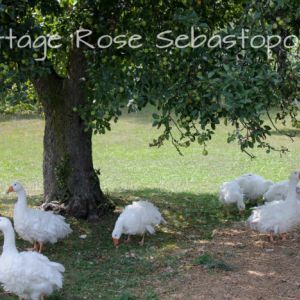 2013 gander goslings