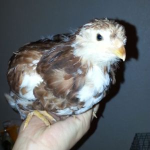 7 week old Russian Orloff pullet
Spangled with lots of white
Used to being handled often
$15