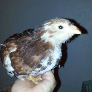 7 week old Russian Orloff pullet
Spangled with lots of white
Used to being handled often
$15