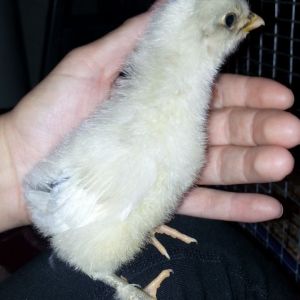 Spash maran chick (1 day - 1 week old)
STRAIGHT RUN
$12