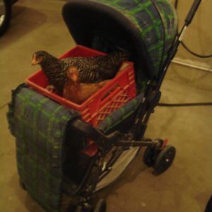 Prissy and Speckles in a stroller!  They fall asleep in it!