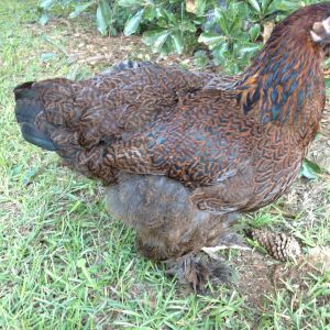 My young partridge cochin pullet, Hershey. Just looks at those feathers! Not only is her lacing lovely, but they even shine with a pretty green :)
