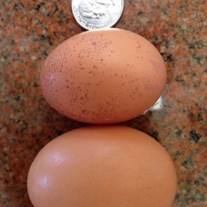 Our first egg!! 17 weeks old.