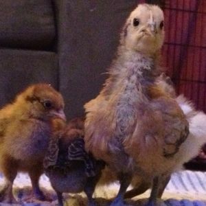 These chicks are all the same age. The one on the right is a Golden Lakenvelder, the other two are bantams but I can't remember what they were.