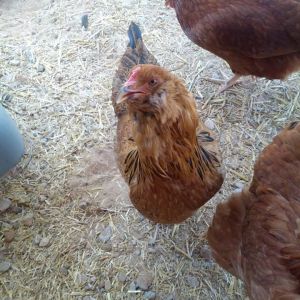 Zelda (Easter Egger)