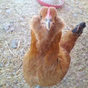 Faith (Easter Egger)