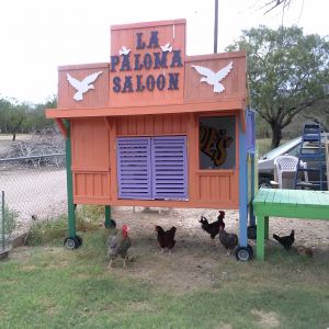 This saloon was an inspiration from a saloon birdhouse that I had constructed. I like to see old western movies. This chicken coop is made 8 ft  x  6ft  x  4 ft,