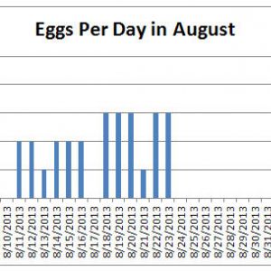 This graph shows how many eggs we have gotten each day since Nugget laid the first egg on 08/06/13. It's kind of funny because the 10th and 17th were 0 (zero) egg days. Both of them a Saturday. I'm curious as to if we will get any eggs tomorrow. lol