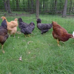 Our Flock, Left to Right:
Tiger - Black Sex LInk
PB (poopb butt) Bluff Orphingtong
Pearl - Bard Rock
Owl - Americana
Cajun - Rhode Island Red
Mary Lou - White Leg Horn