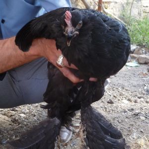 RARE BLACK AZERBAIJAN BREED
Rare Breed Poultry
Azerbaijan breeds
rare race 
Marand