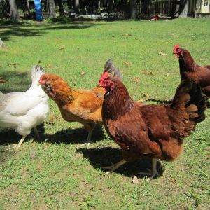 My original flock: in Aug of 2012 I received 2 BO, 1 Delaware, 2 RIR and 1 Aracauna. In june 2013, 1 of the BO died suddenly, 4 days later 4 adopted eggs hatched. 1 of these chicks died after one week. The other 3 are pictured in my avatar. Their parents are questionable, Hens were Delaware, BO, White Rock and the rooster was either an aracauna or a wild rooster, unknown parents.