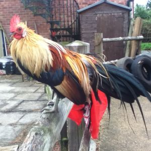 my phoenix rooster called Phelix