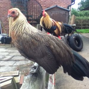 my phoenix he called Amber