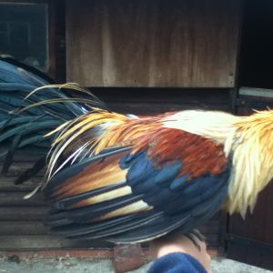 my gold duck wing rooster