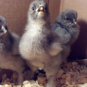 New Blue Cochin Chicks