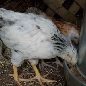Columbian wyndotte Chick