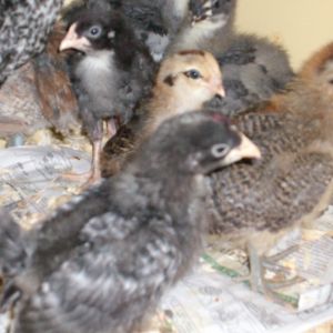 Barred Leghorn,  Easter Egger