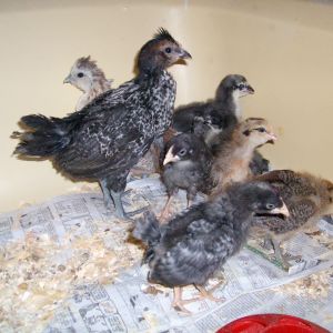 Wonder what the 2 crested ones are ??  Hummmm