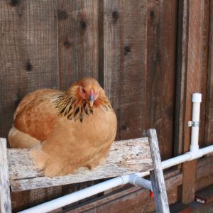 Assume a spherical chicken... 
Rosie, almost 20 weeks.