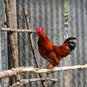 Chester my Rooster