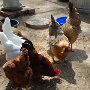 A few of the girls
