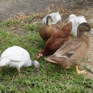 Featured birds:
Guineas: Spaz and Violet
Chickens:  Mags, Mo, Zhelly, Murphy
Ducks: Sam and Dean